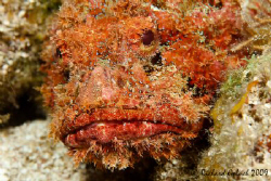Scorpionfish-no cropping-Roatan 2009 by Richard Goluch 